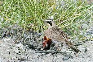 Alpestris: Horned / Shore Lark - at nest with young