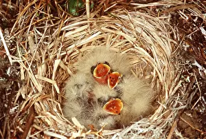 Waiting: Horned / Shore Lark - nestlings, Waiting for food