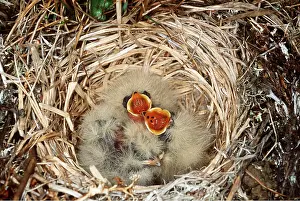 Larks: Horned / Shore LARK - orange throats of nestlings