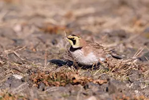 Alpestris: Horned / Shore Lark - sitting on ground