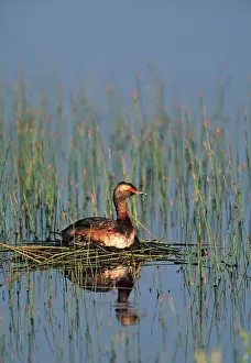 Slavonian: Horned / Slavonian Grebe