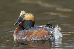 Slavonian: Horned / Slavonian Grebe