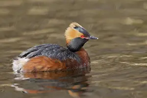 Slavonian: Horned / Slavonian Grebe