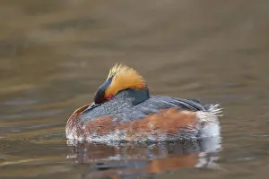 Slavonian: Horned / Slavonian Grebe