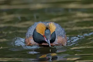 Slavonian: Horned / Slavonian Grebe