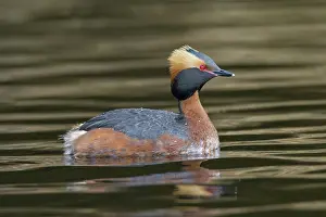 Slavonian: Horned / Slavonian Grebe