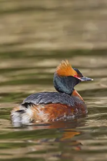 Slavonian: Horned / Slavonian Grebe