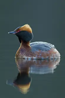 Slavonian: Horned / Slavonian Grebe