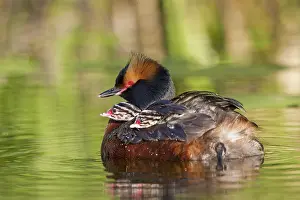 Slavonian: Horned / Slavonian Grebe