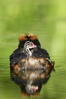 Slavonian: Horned / Slavonian Grebe
