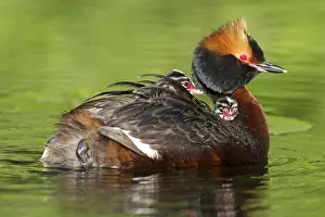 Slavonian: Horned / Slavonian Grebe