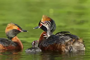 Slavonian: Horned / Slavonian Grebe