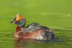 Slavonian: Horned / Slavonian Grebe