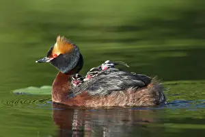Slavonian: Horned / Slavonian Grebe