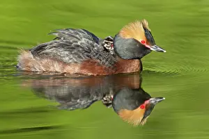 Slavonian: Horned / Slavonian Grebe