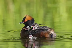 Slavonian: Horned / Slavonian Grebe