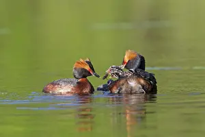 Slavonian: Horned / Slavonian Grebe