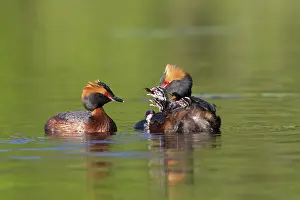 Slavonian: Horned / Slavonian Grebe