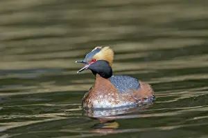 Slavonian: Horned / Slavonian Grebe