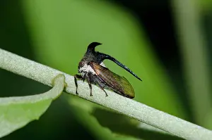 Spine: Horned Treehopper