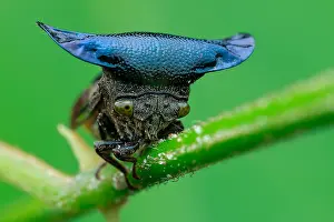 Homoptera: Horned treehopper (Centrotypus sp)
