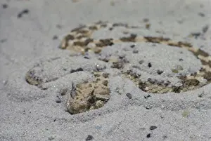 Buried: Horned Viper