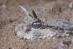 Lurking: Horned Viper
