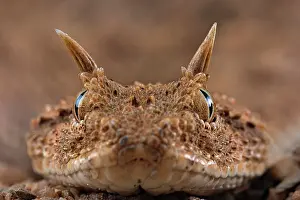 Cerastes: Horned viper (Cerastes cerastes), animal portrait
