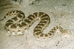 Vipers: HORNED VIPER - IN SAND
