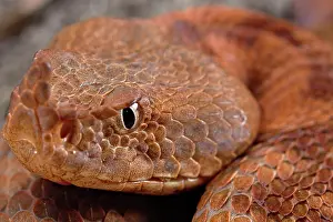 Ammodytes: Horned Viper (Vipera ammodytes)