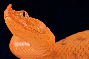 Macedonia: Horned viper (Vipera ammodytes)