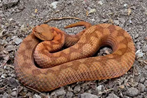 Horned: Horned Viper (Vipera ammodytes)