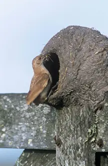 Ovenbirds: HORNERO / Ovenbird - feeding chick at nest