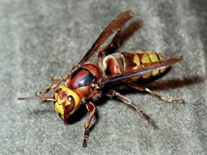 Hornets: Hornet