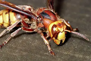 Hornets: Hornet