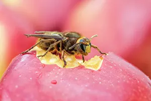 Hornet: Hornet - on Apple - UK