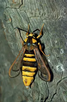Clearwing: Hornet Clearwing Moth - mimicry