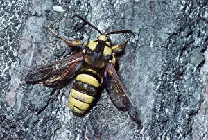 Deception: Hornet Clearwing MOTH - on tree bark