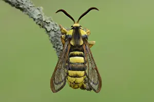 Hornet: Hornet Clearwing (Sesia apiformis) resting on a