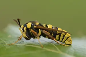 Hornet: Hornet Clearwing (Sesia apiformis) resting on a
