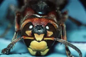 Hornets: HORNET - close-up of head showing compound eyes