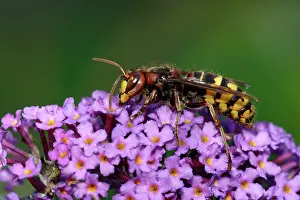 Hornets: Hornet - feeding on Buddleia blossom in garden