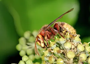 Hornets: Hornet - Feeding on ivy