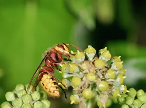 Hornets: Hornet - Feeding on ivy
