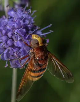 Devils: Hornet hoverfly, Volucella zonaria, feeding on Devils-bit