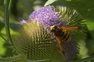 Deception: Hornet hoverfly (Volucella zonaria)