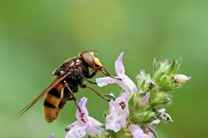 Hoverflies: Hornet Mimic Hoverfly