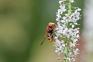 Volucella: Hornet Mimic Hoverfly - on garden flower