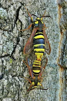 Hornet: Hornet Moth Poplar Hornet Clearwing mating