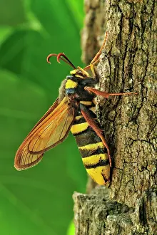 Clearwing: Hornet Moth Poplar Hornet Clearwing recently hatched